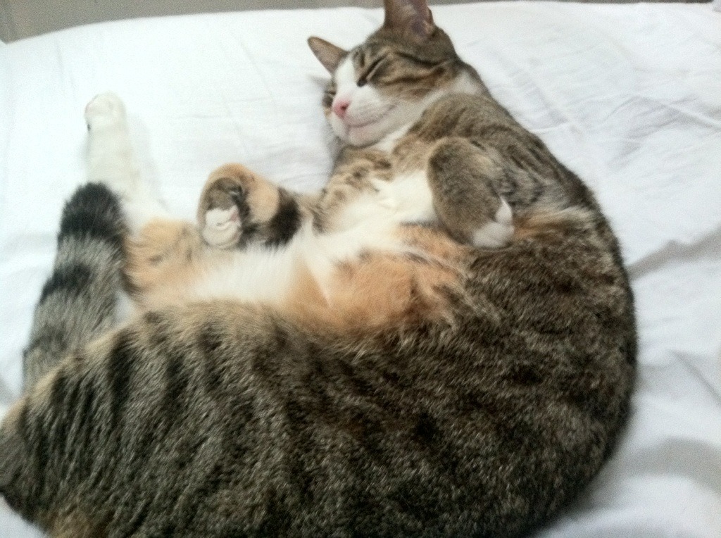 臣子与困局，佩雷兹如何率领雷诺战术瓦解哈斯防线