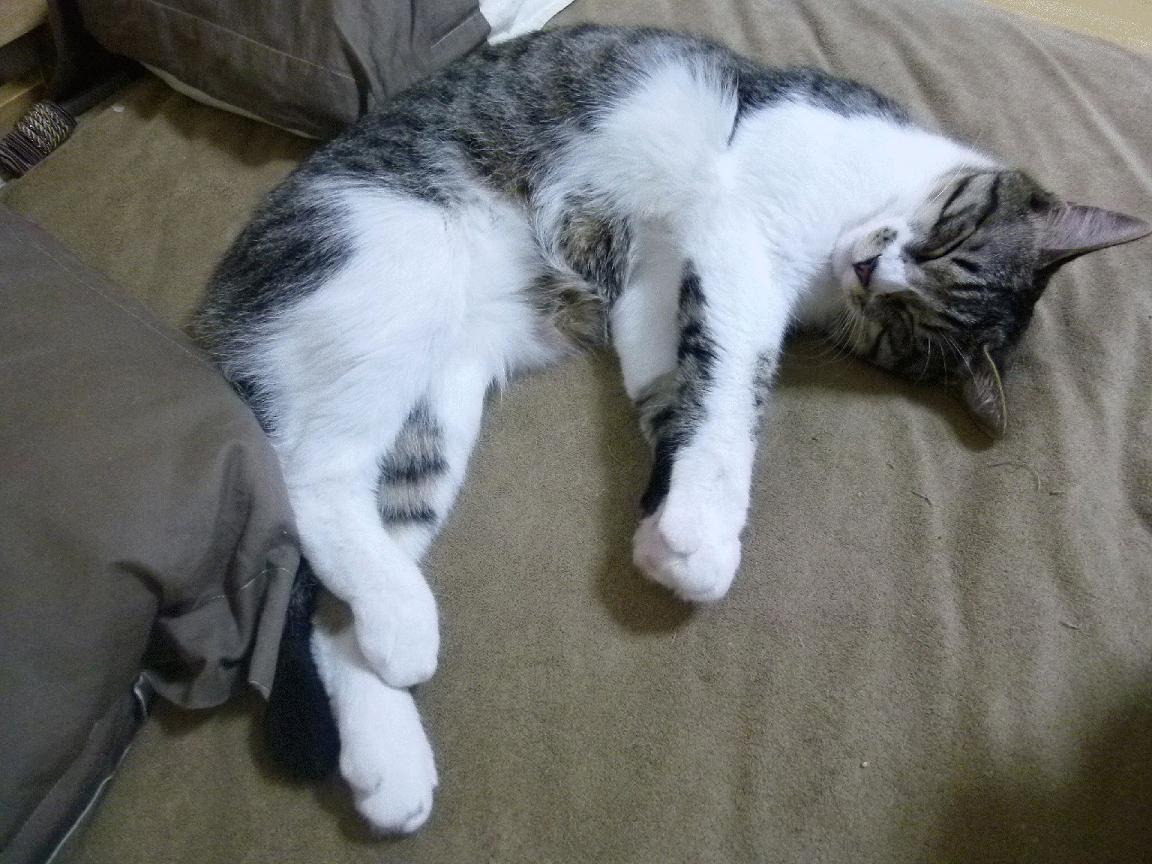 红土王者的硬地涅槃，鲁德如何实现从法网横扫到美网火热的华丽转身