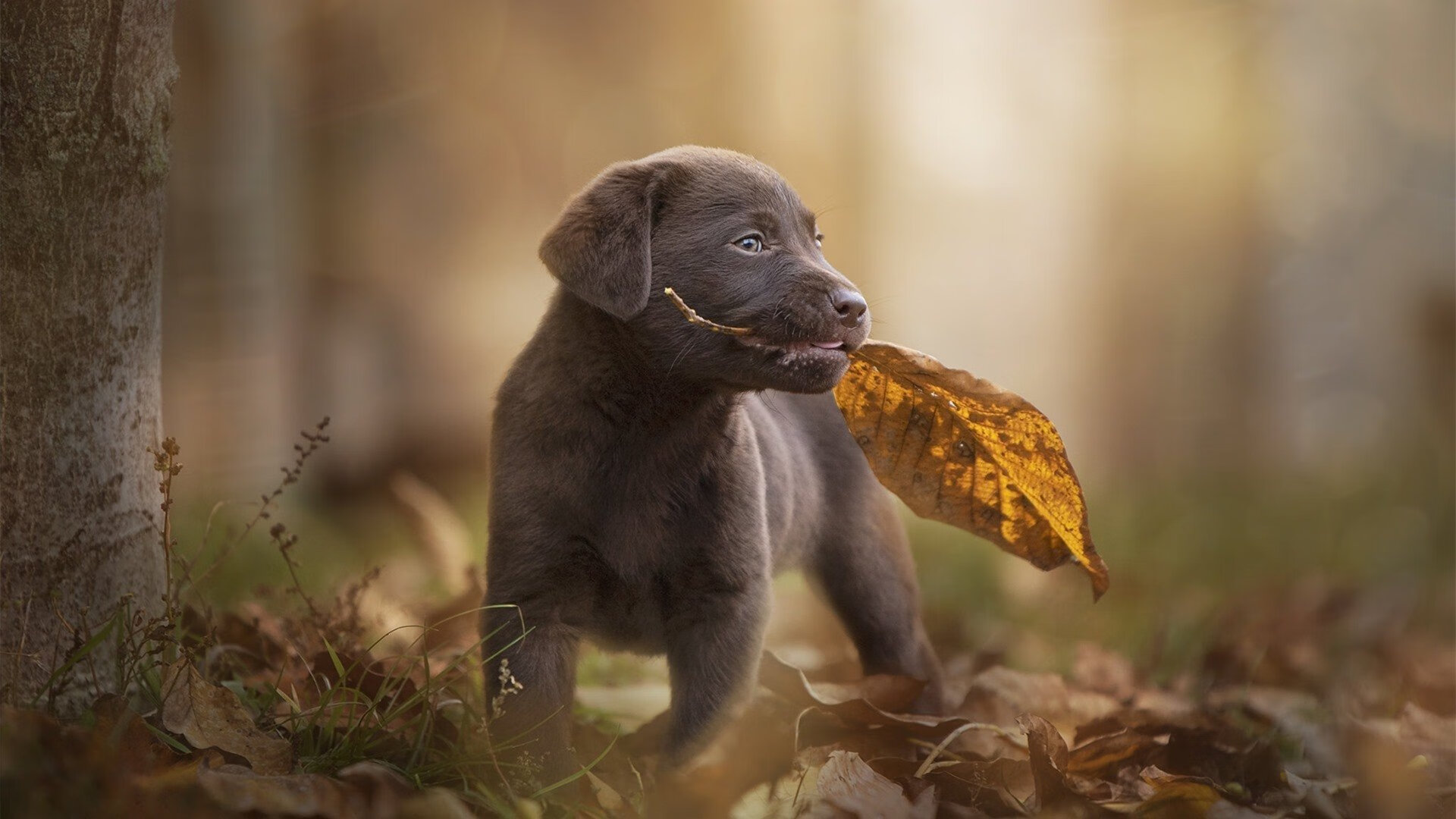 钢铁心脏，当波尔将奥地利扛过绝境的裂谷