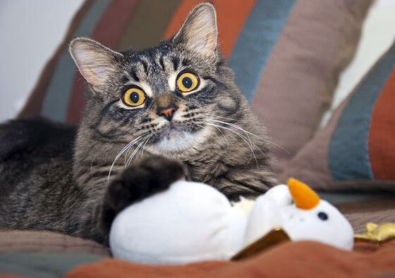 绿茵场上的乒乓绝杀，当C罗遇见张继科