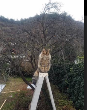 银绿奇迹与橙色风暴，阿斯顿马丁的逆袭与维斯塔潘的统治艺术
