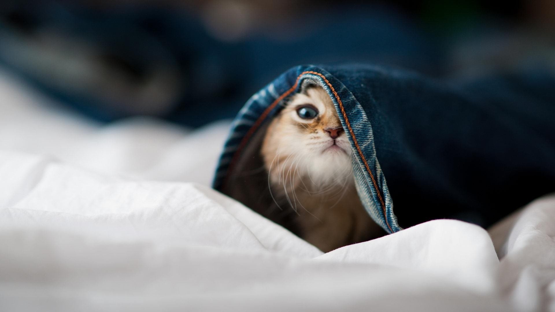 南美魔法与埃及火焰，当桑巴军团逆转老妇人，萨拉赫点燃了唯一的夜