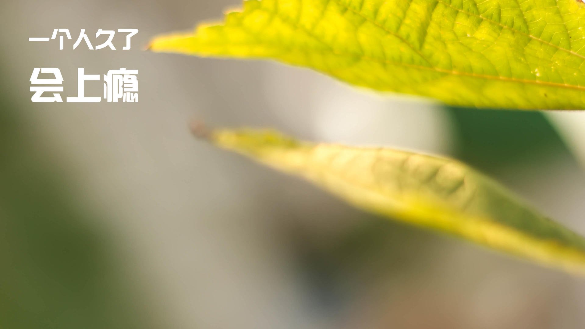 唯一王者!温网传奇横扫联合杯,穆雷以统治级表现定义伟大