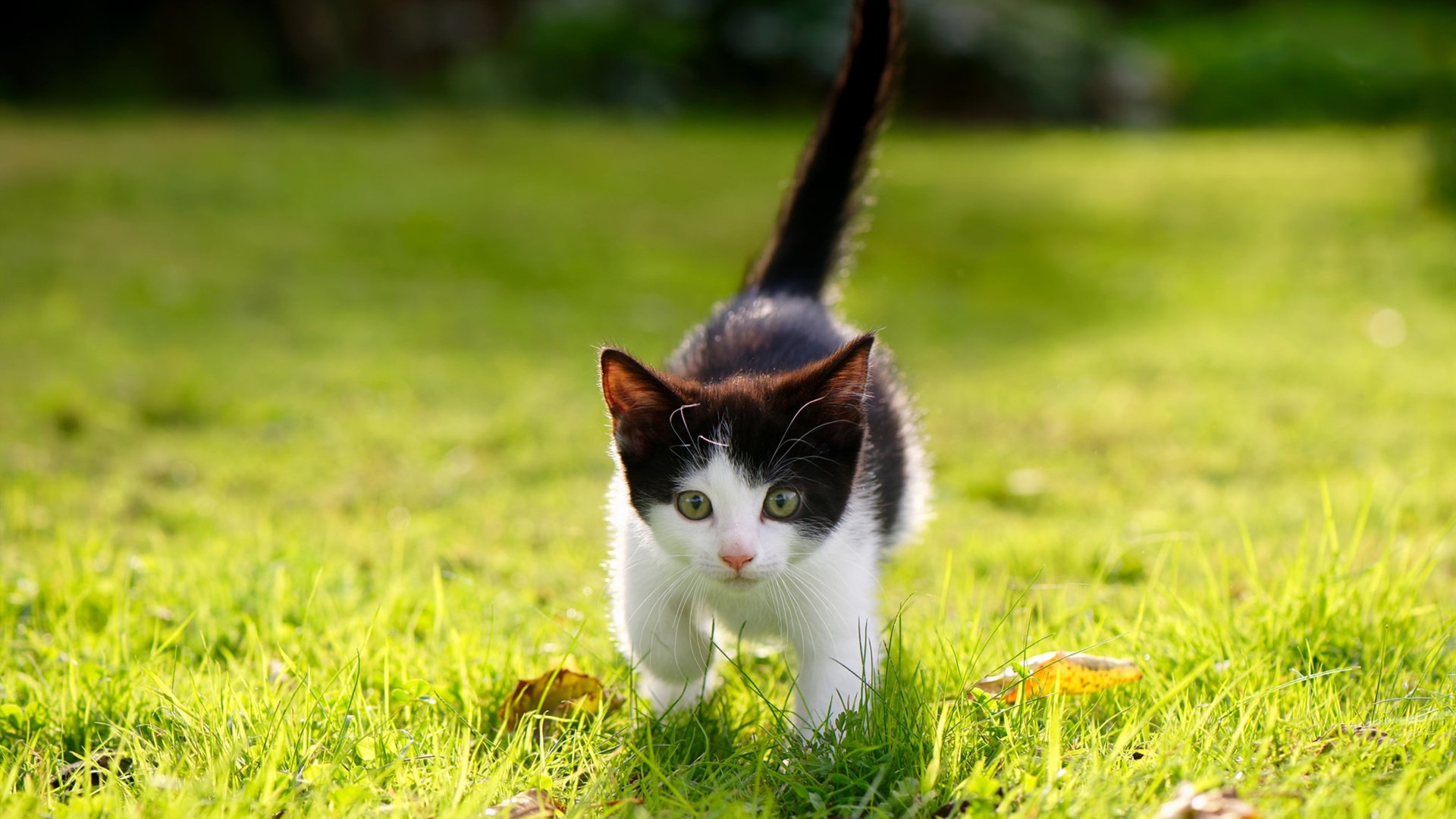 年终总决赛颠覆历史！梅德韦杰夫力克拉沃尔杯阵容刷新冠军纪录