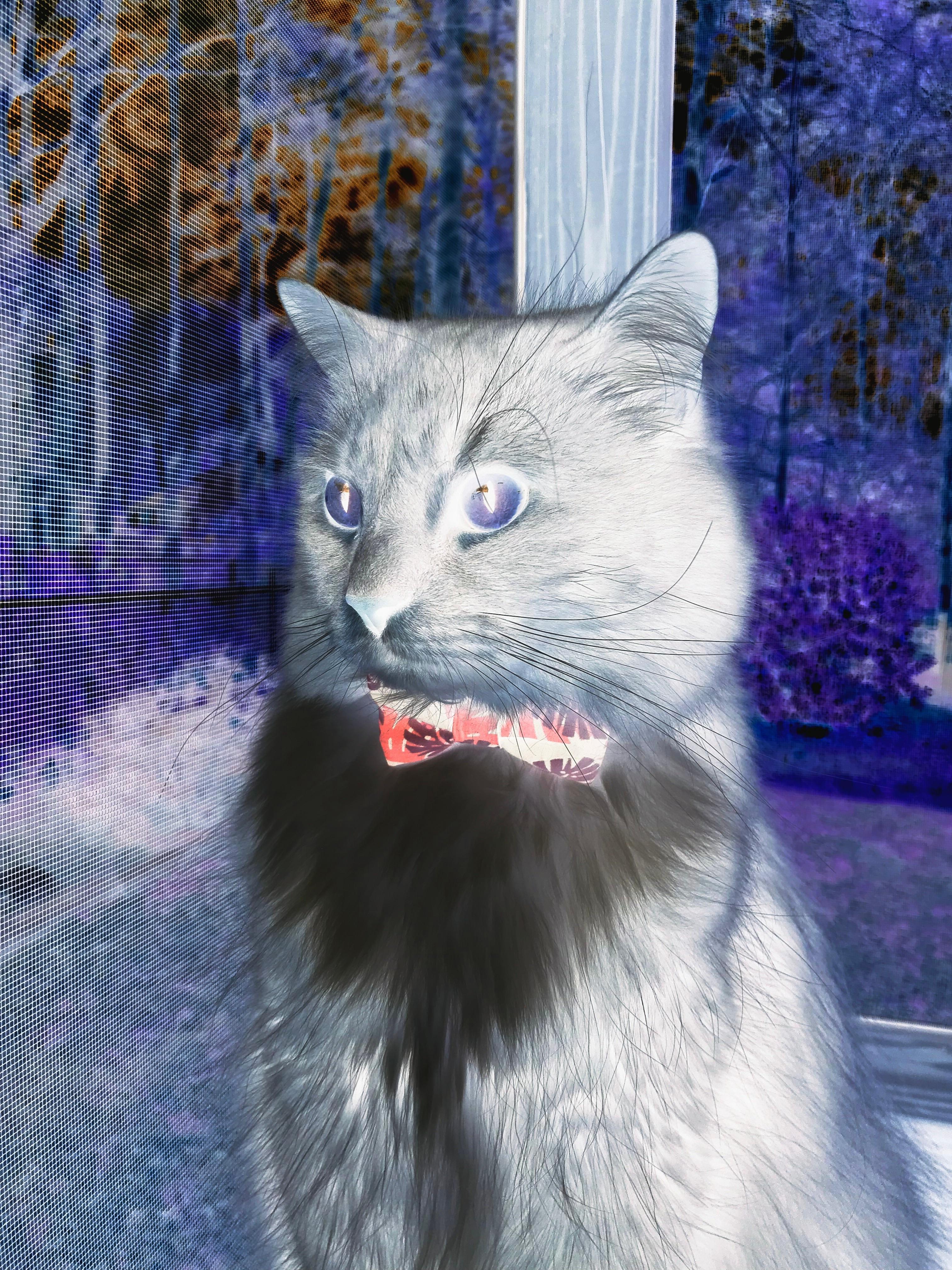 教科书不止一种写法,范戴克的防守艺术与加纳给拜仁上的课