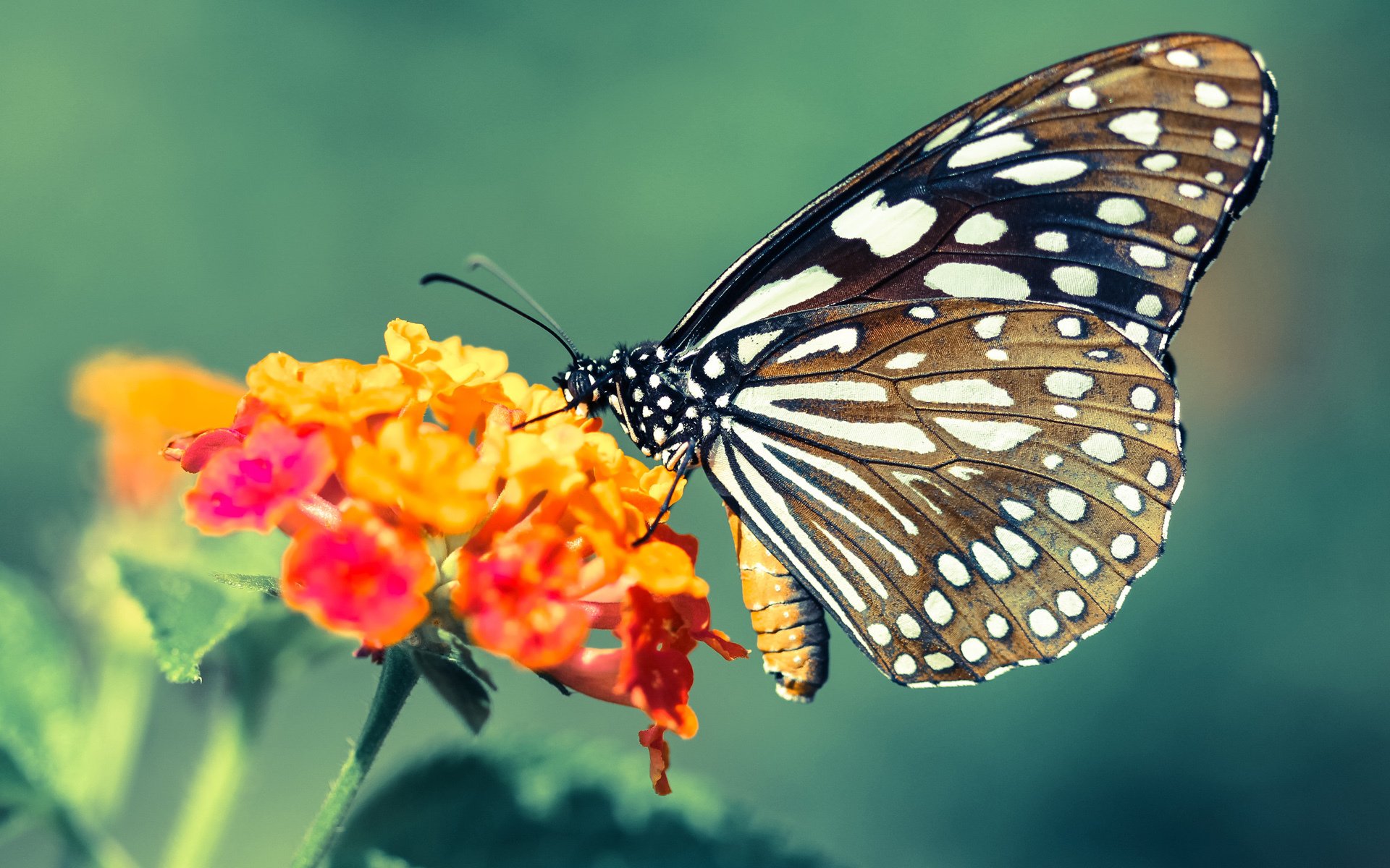 爱游戏体育-帕尔默演绎蓝色闪电，牙买加式短跑战术，如何连续冲刺击穿利物浦