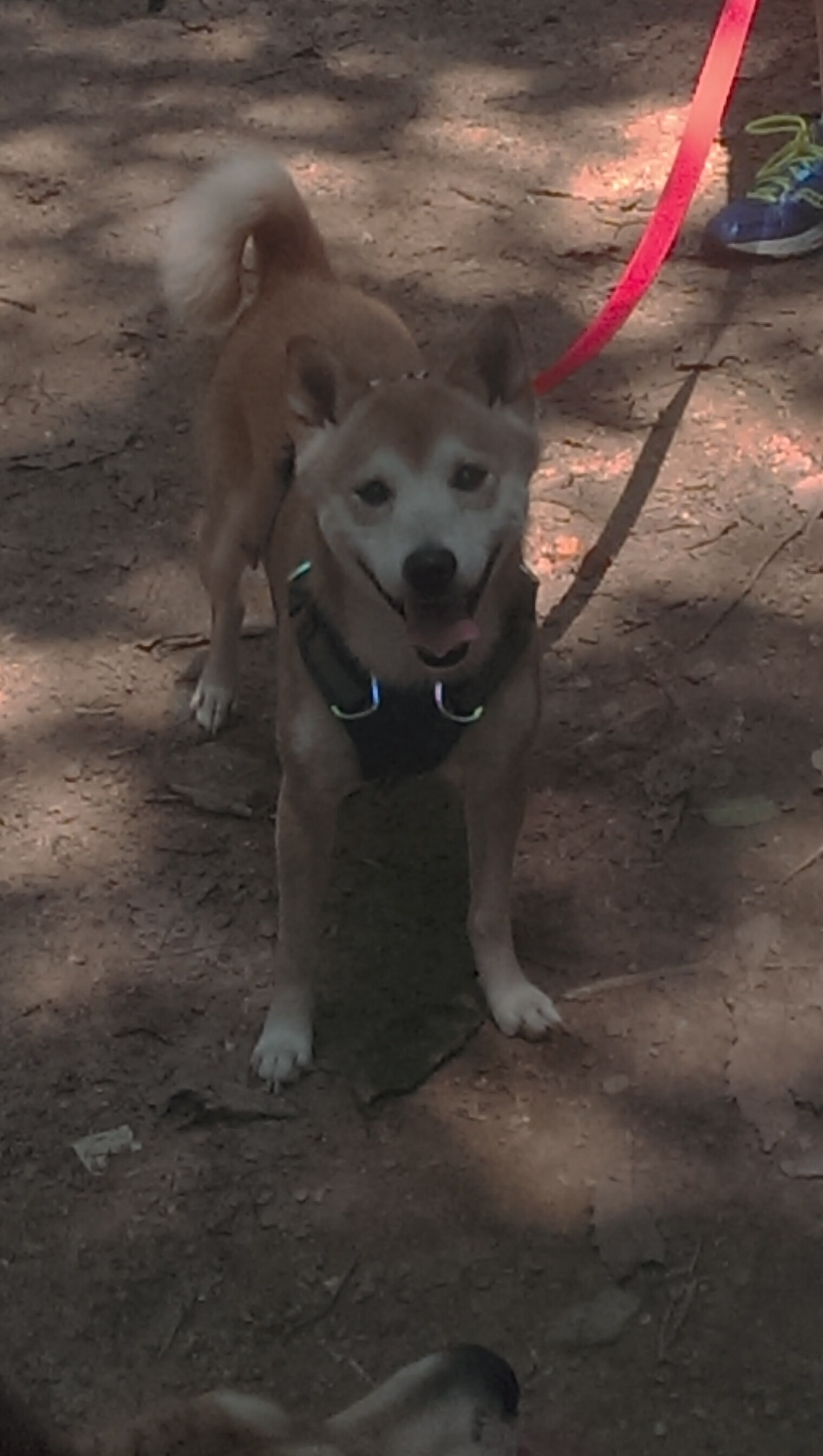 漂移过弯,当浙江队切特在决胜时刻接管比赛