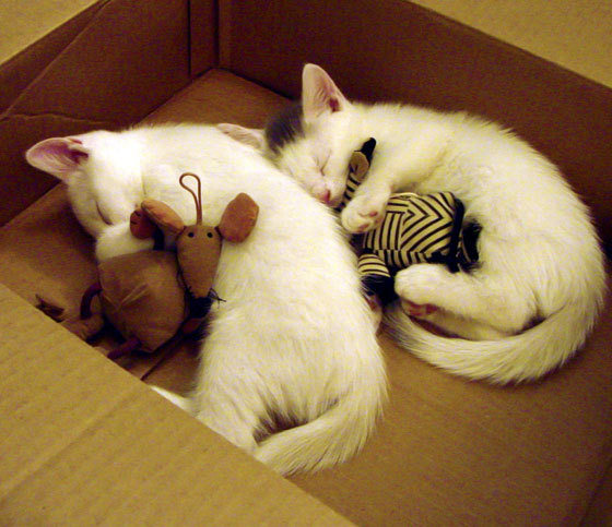 独幕剧导演，蒂亚戈用一夜间定义唯一的艺术