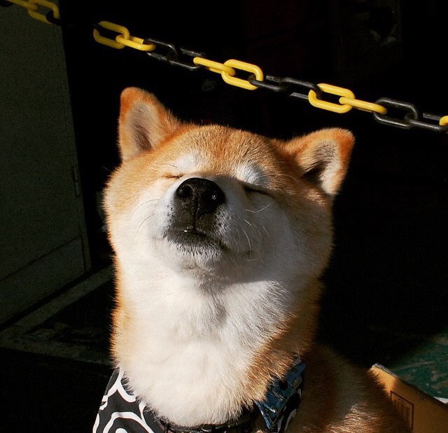 手术刀般精准！国王奇才战术肢解广厦高塔，福克斯东决G5独舞定乾坤