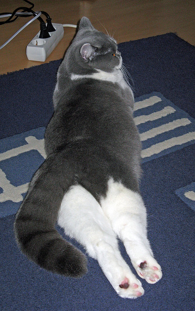 红白格子与蓝白条纹间，哈弗茨的剑刃永不蒙尘