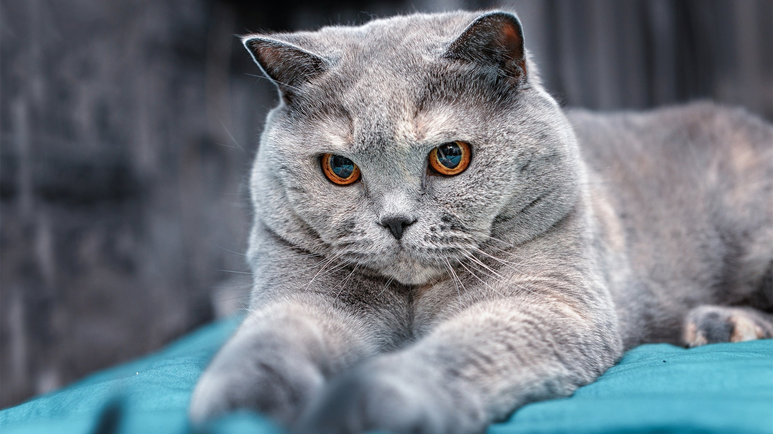 争议与荣耀，格纳布里助厄瓜多尔淘汰南非，国际足联紧急介入调查唯一参赛资格