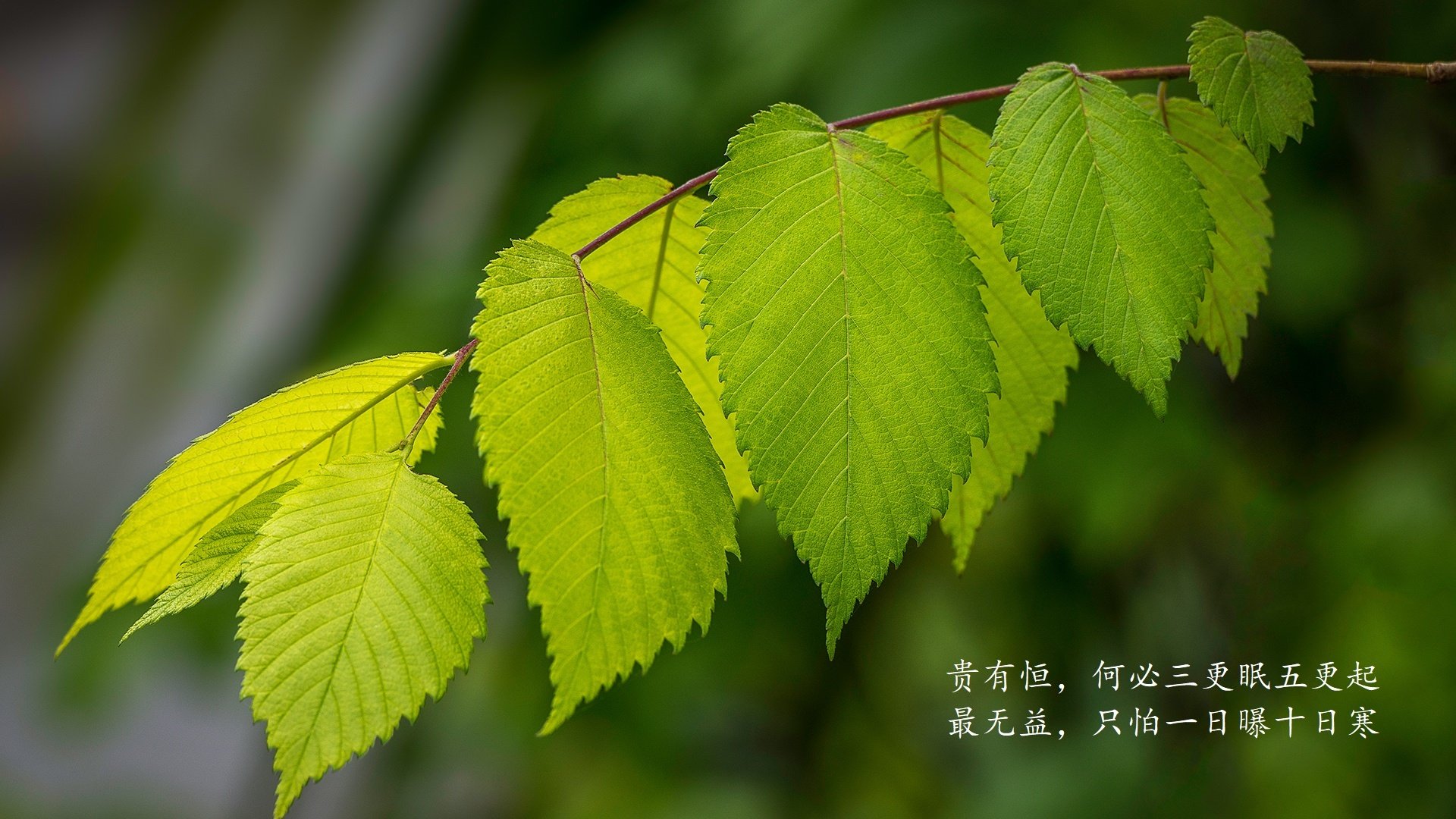 孤星之战，2026世界杯A组，托纳利点燃蓝衣军魂，印度防线在罗马尼亚狂潮中崩塌
