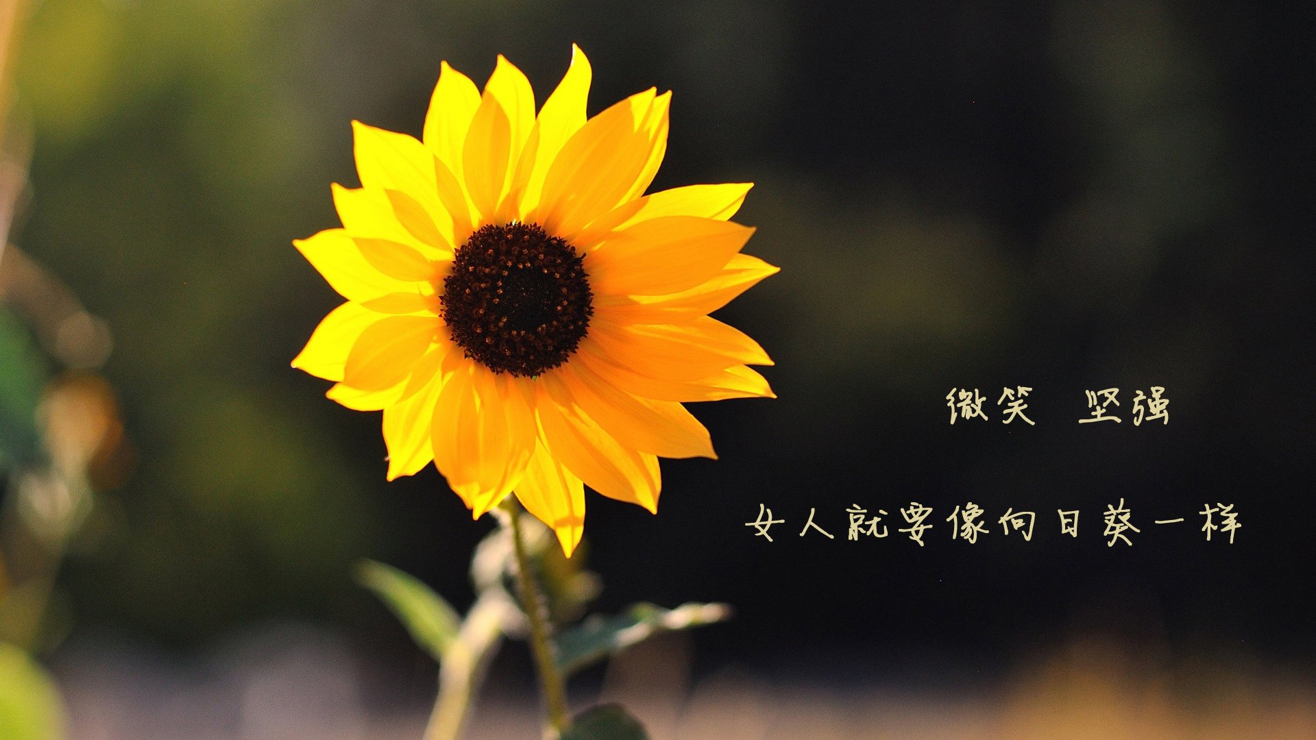 爱游戏tv-沙漠之狐的绝地反击，2026世界杯淘汰赛，突尼斯逆转保加利亚，罗德里戈完成致命一击